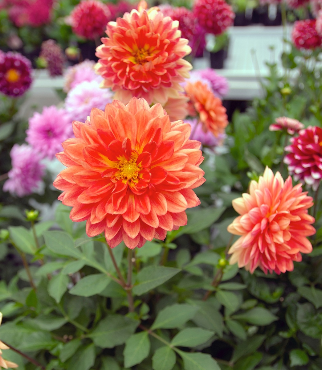 Dahlia - Dalina Maxi Emilio 150mm Pot (VN)