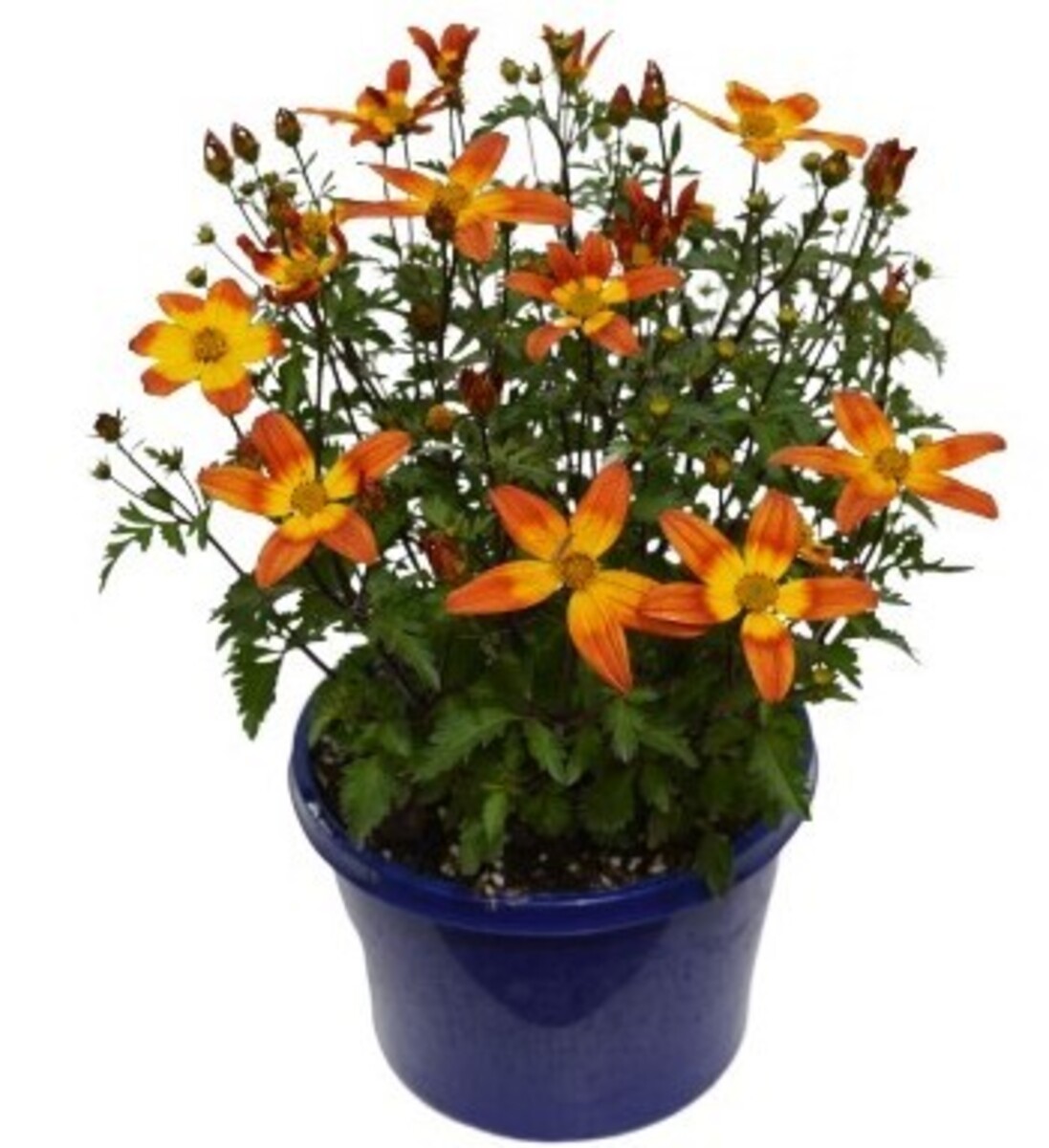 Bidens - Bee Alive 150mm Pot (VN)