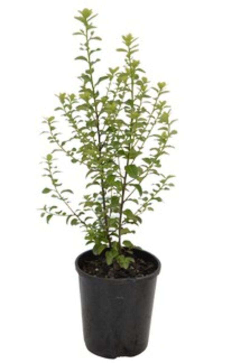 Pittosporum - Green Pillar 150mm Pot (VN)