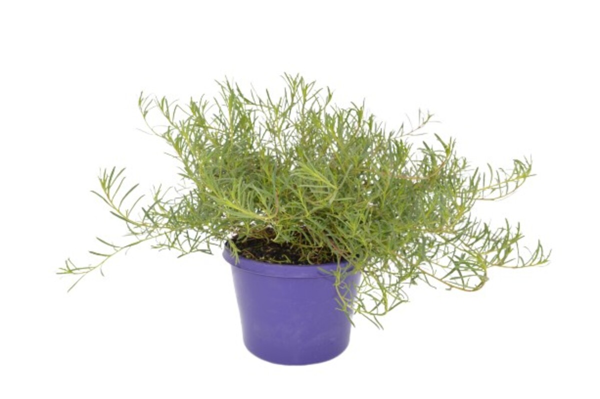 Myoporum - Purple Fine Leaf 150mm Pot (VN)