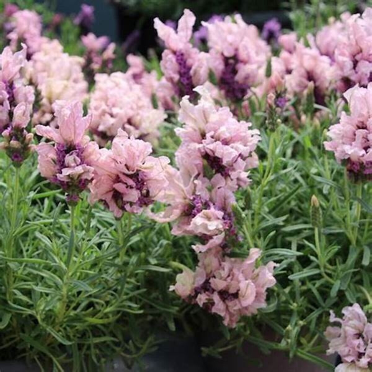 Lavish Lavenders - Lavish Musk 150mm Pot (VN)
