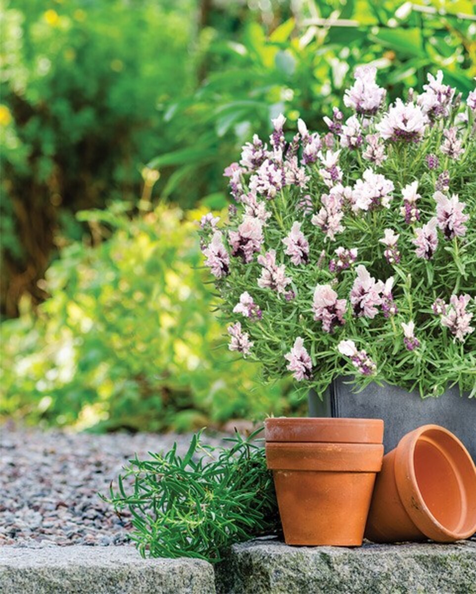 Lavish Lavenders - Lavish Musk 150mm Pot (VN)