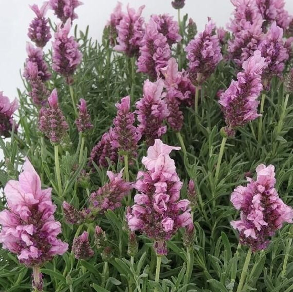 Lavish Lavenders - Lavish Rose 150mm Pot (VN)