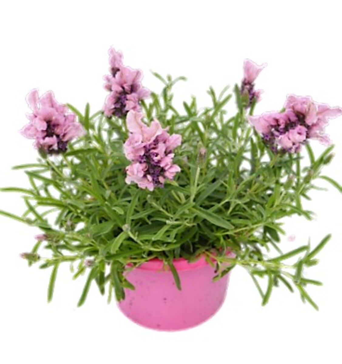 Lavish Lavenders - Lavish Rose 150mm Pot (VN)