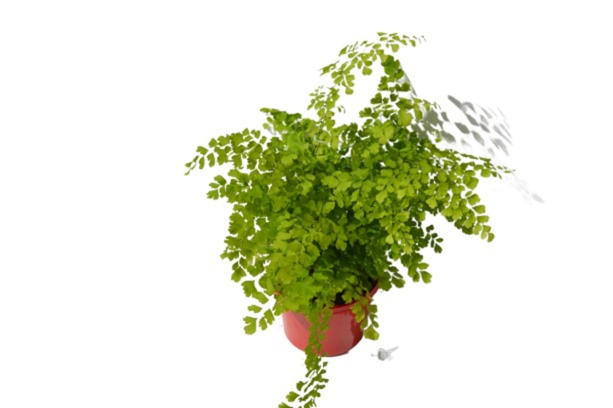 Adiantum - Maidenhair Fern 150mm Pot (VN)