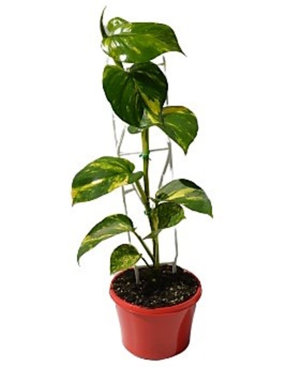 Pothos - Devils Ivy 150mm Pot (VN)