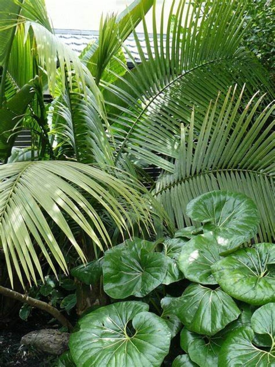 Ligularia - Tractor Seat 200mm Pot (VN)