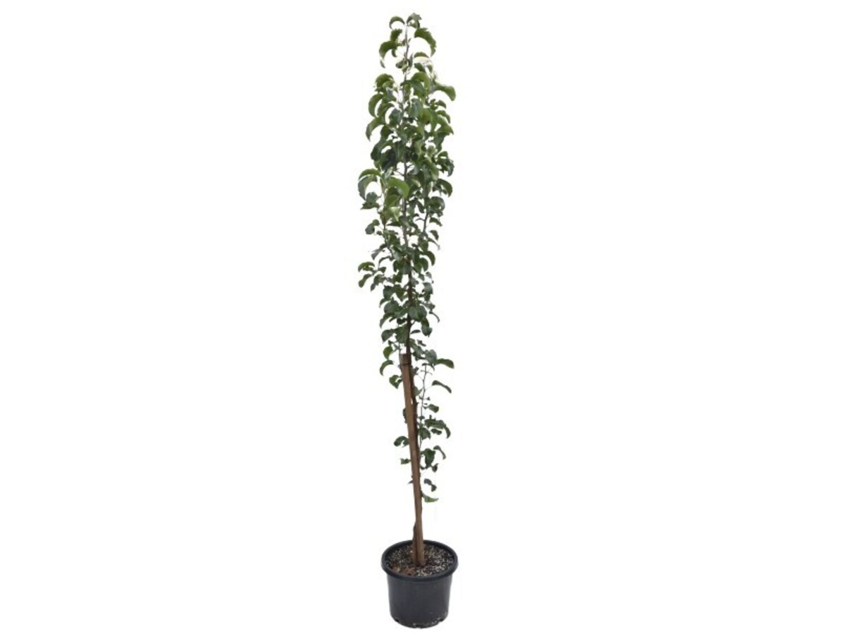 Pyrus - Mini Capital Pear 430mm Pot (VN)