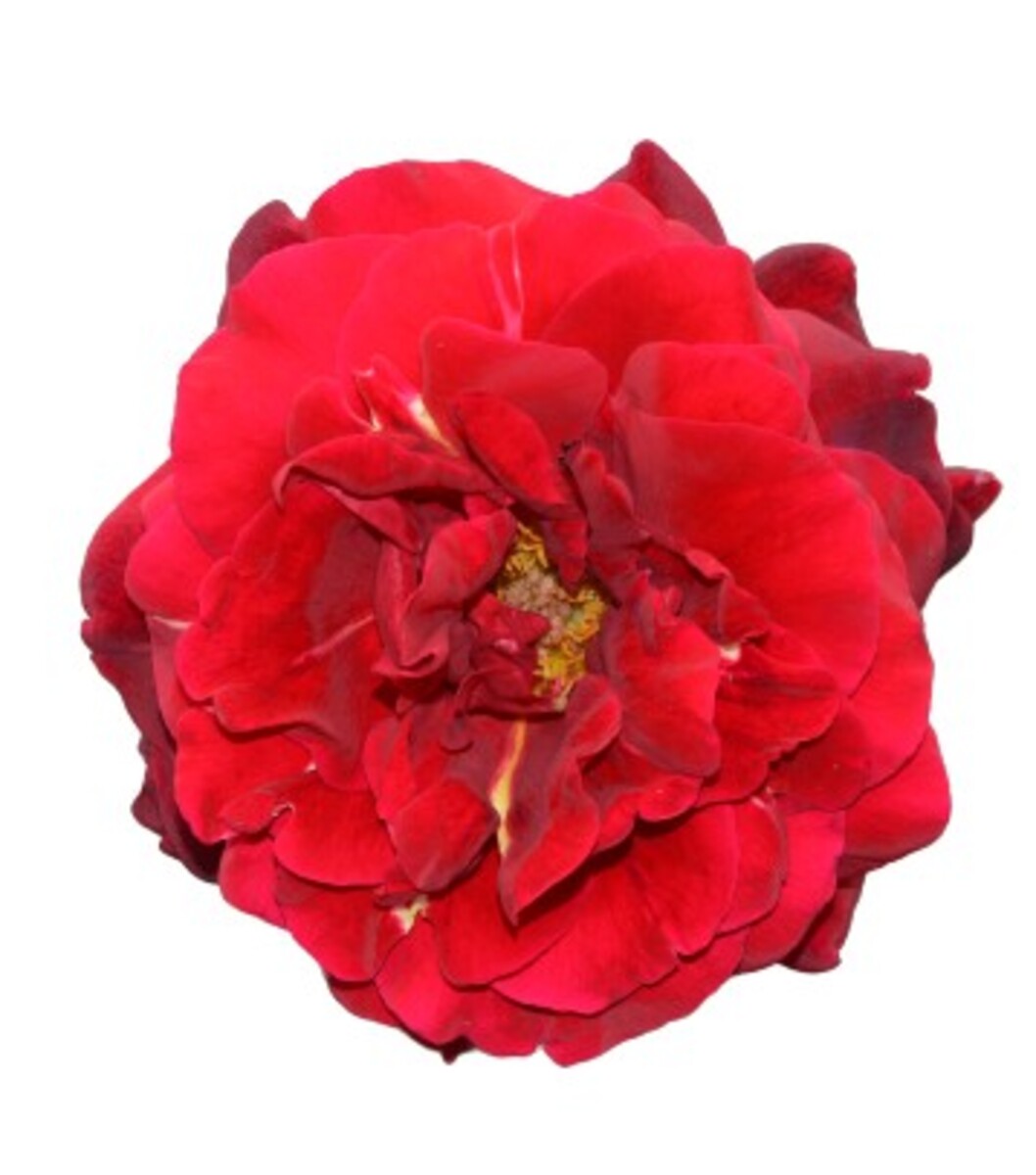 Rose 3ft Standard - Oklahoma 250mm Pot (VN)