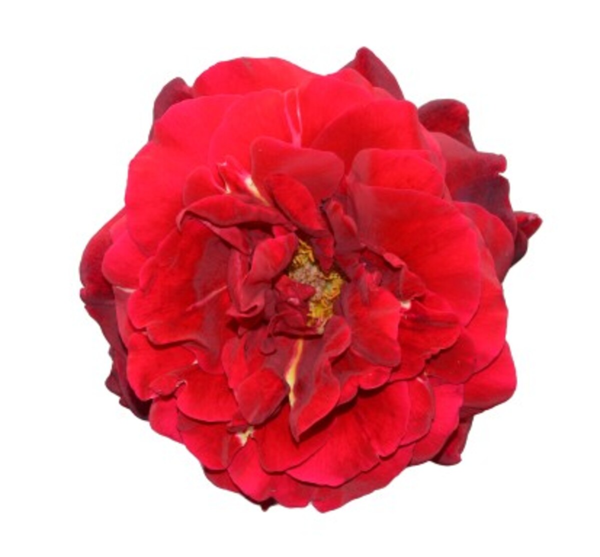 Rose 2ft Patio - Oklahoma 250mm Pot (VN)