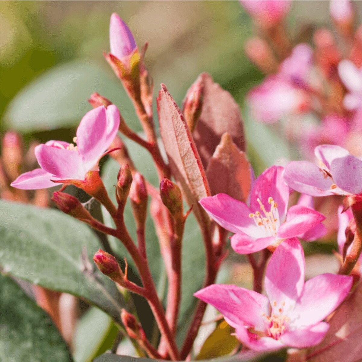Rhaphiolepis - Springtime 200mm Pot (VN)