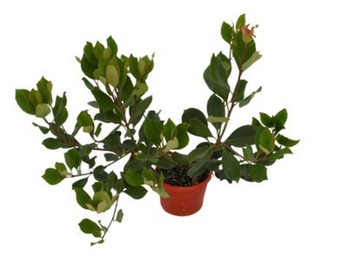 Rhaphiolepis - Springtime 200mm Pot (VN)