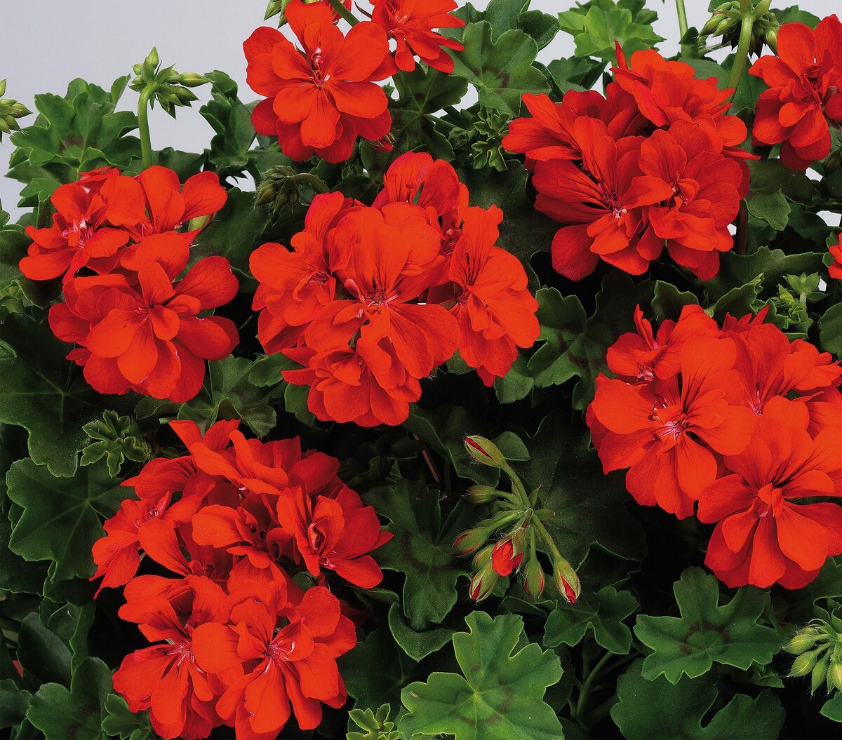 Pelargonium - Big Red 150mm Pot (VN)