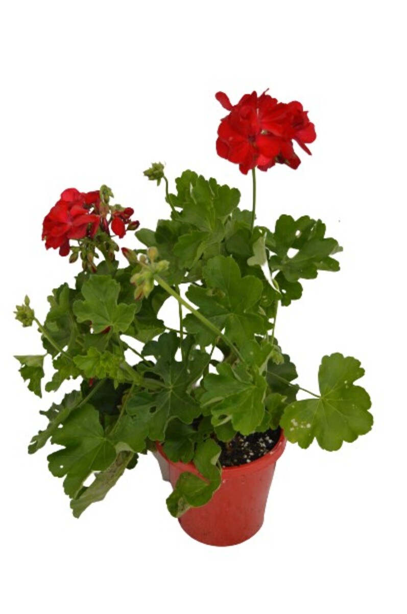 Pelargonium - Big Red 150mm Pot (VN)