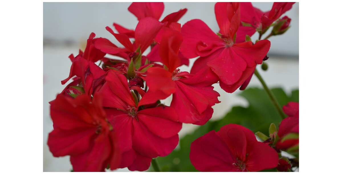 Pelargonium - Big Pink 150mm Pot (VN)
