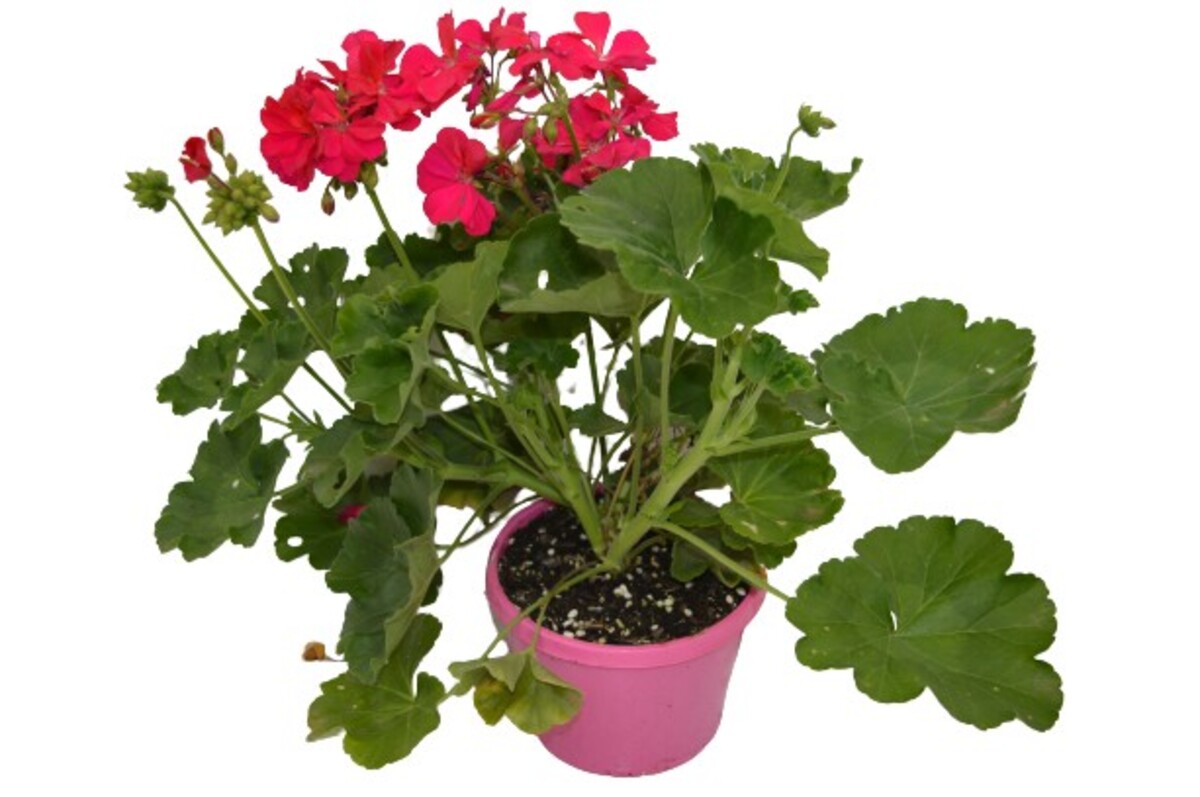 Pelargonium - Big Pink 150mm Pot (VN)