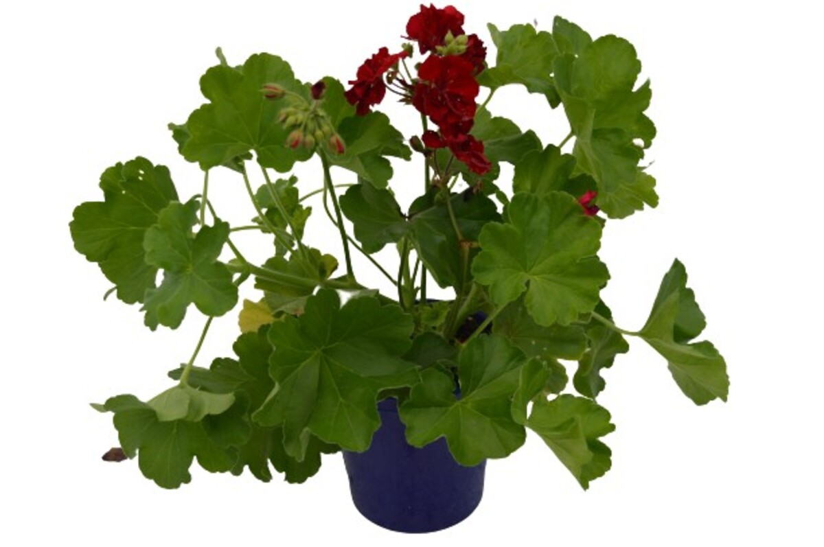 Pelargonium - Big Burgundy 150mm Pot (VN)