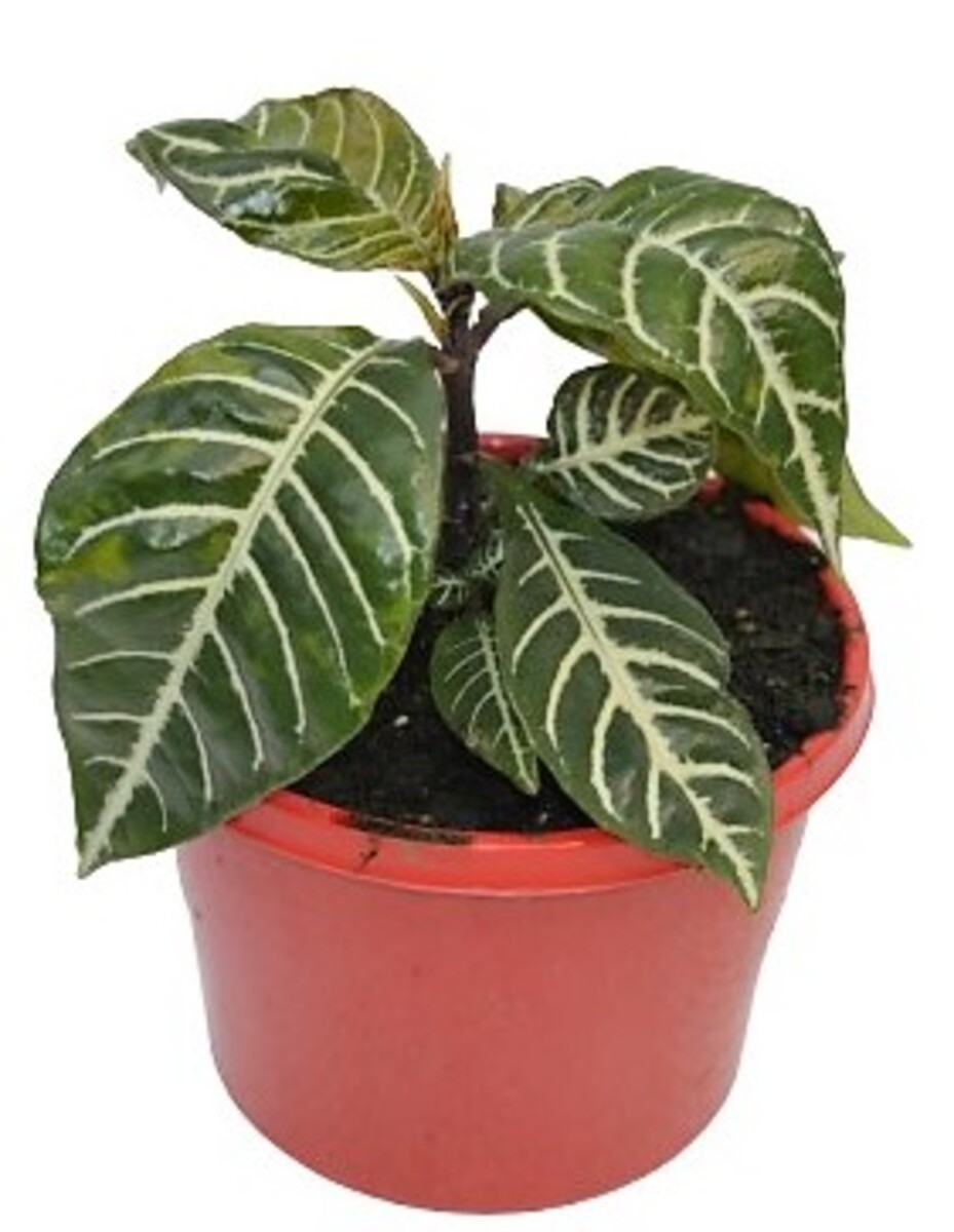 Aphleandra - Zebra Plant 150mm Pot (VN)