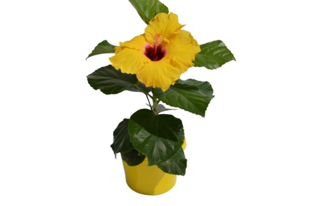 Hibiscus Rio Clara - Lemon Delight 150mm Pot (VN)