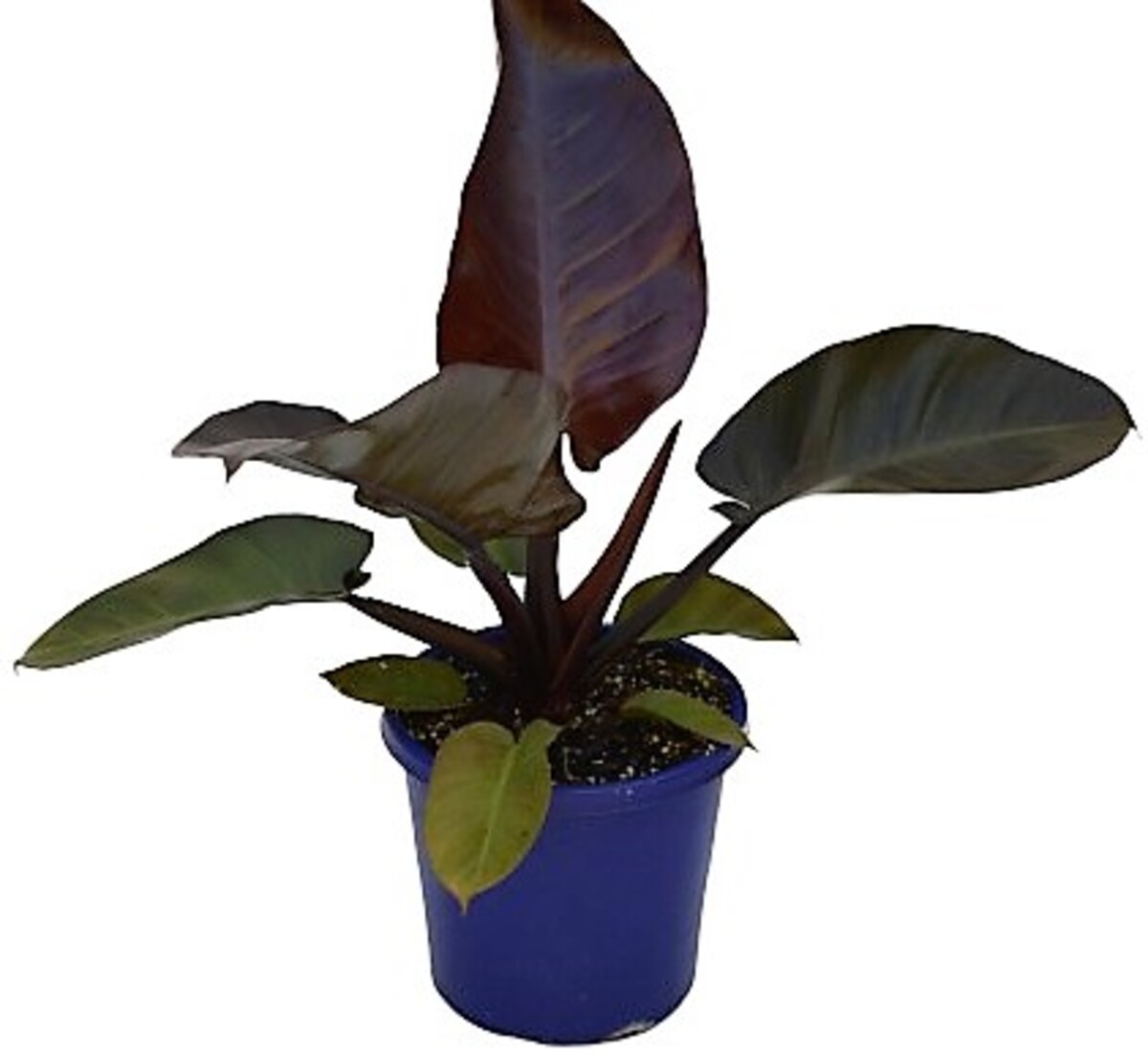 Philodendron - Black Cardinal 200mm Pot (VN)