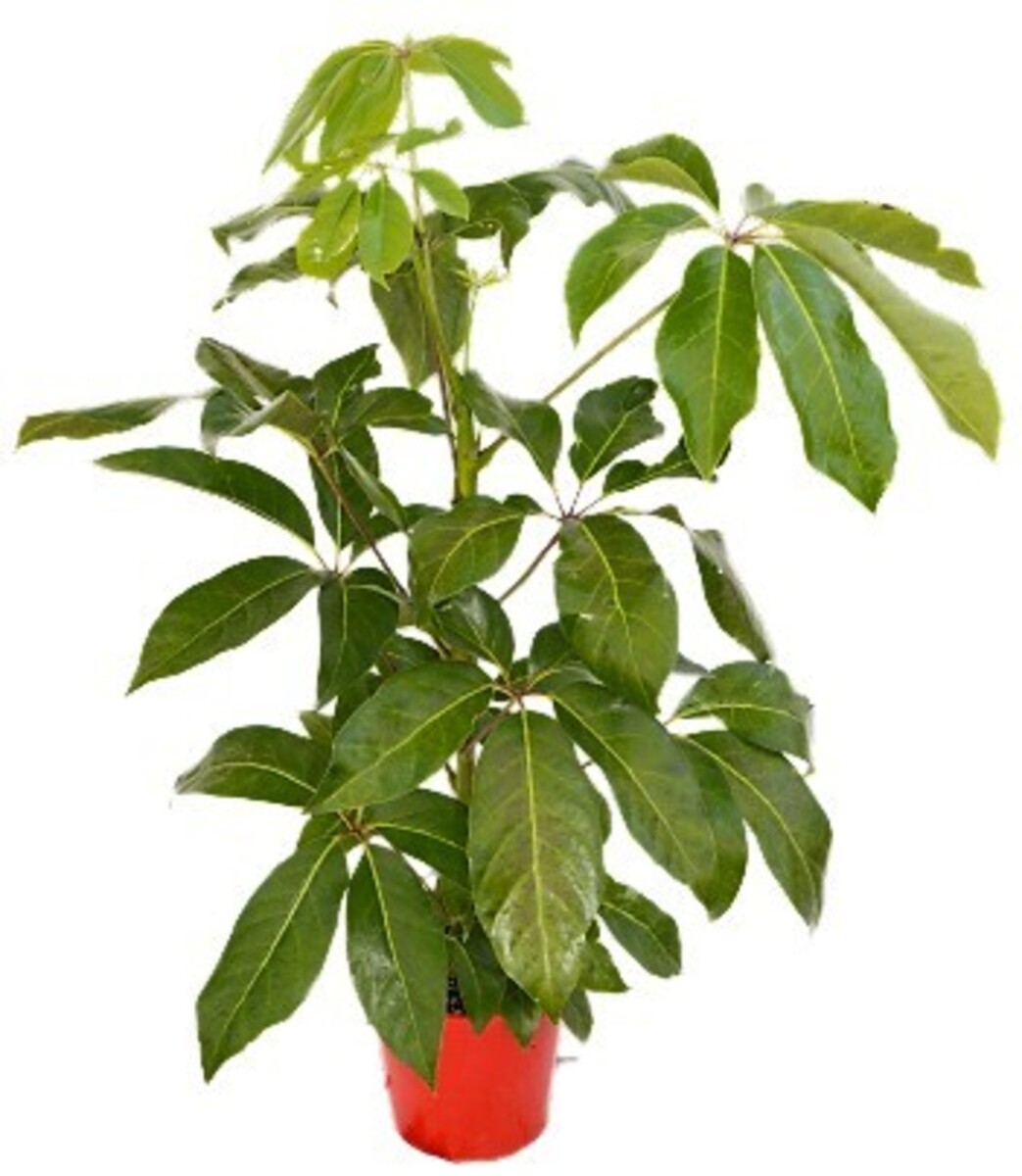 Schefflera - Umbrella Tree 200mm Pot (VN)