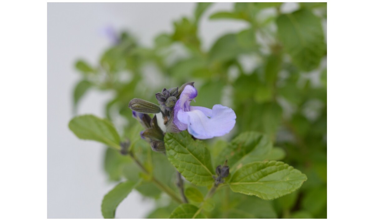 Salvia - So Cool Lilac 140mm Pot