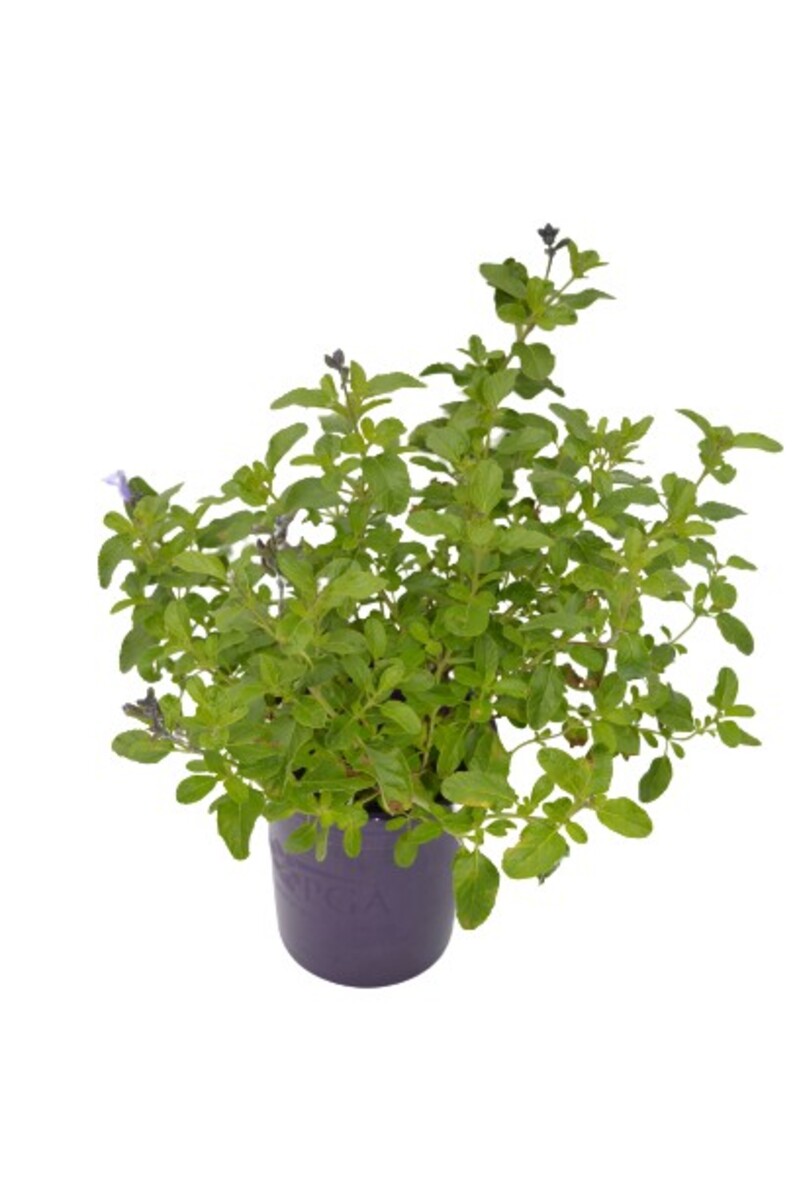 Salvia - So Cool Lilac 140mm Pot