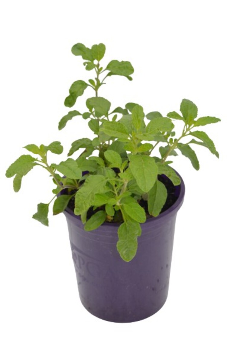 Salvia - So Cool Purple 140mm Pot