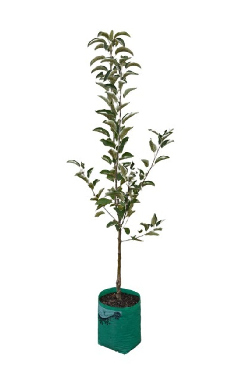 Apple - Sundowner - 230mm Bagged