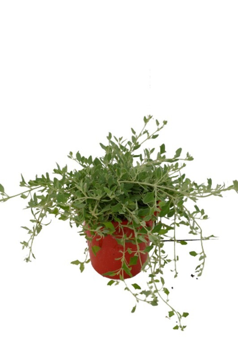 Rhagodia - Saltbush 150mm Pot (VN)