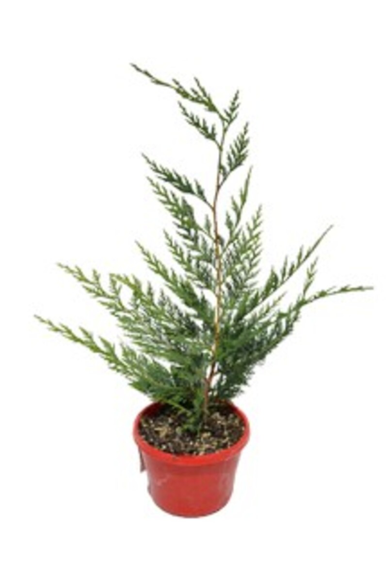 Cupressocyparis - Leighton Green 150mm Pot (VN)