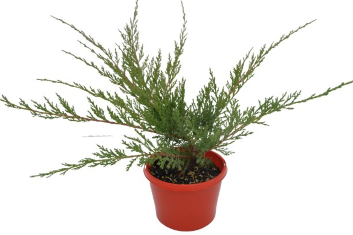 Juniperus Douglasii - Creeping Juniper 150mm Pot (VN)