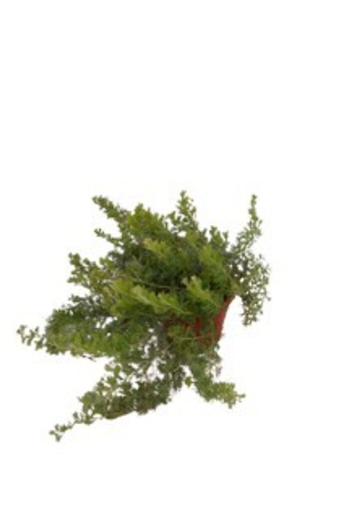 Grevillea - Jelly Baby 150mm Pot (VN)