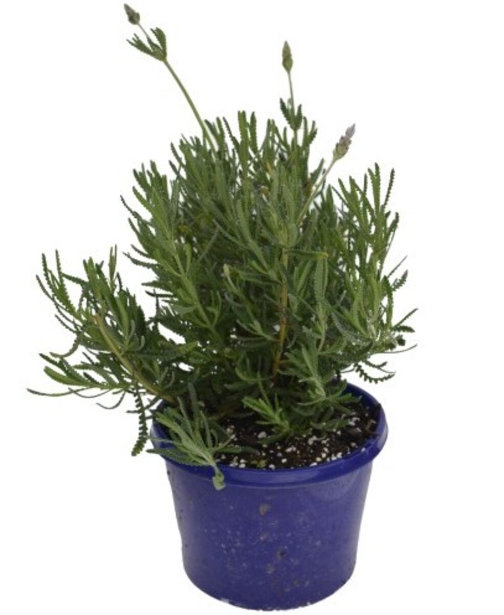 Lavender - Frenchette 150mm Pot (VN)
