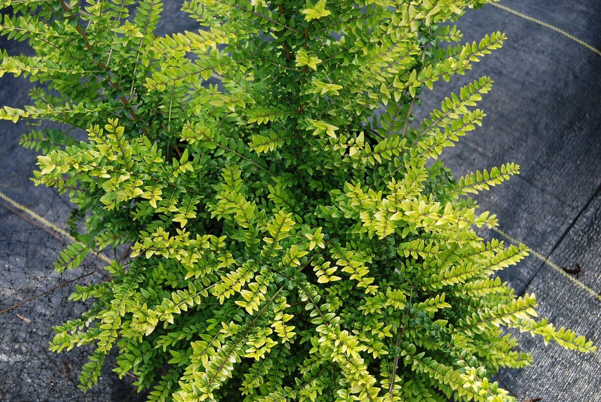 Lonicera - Box Honeysuckle 150mm Pot (VN)