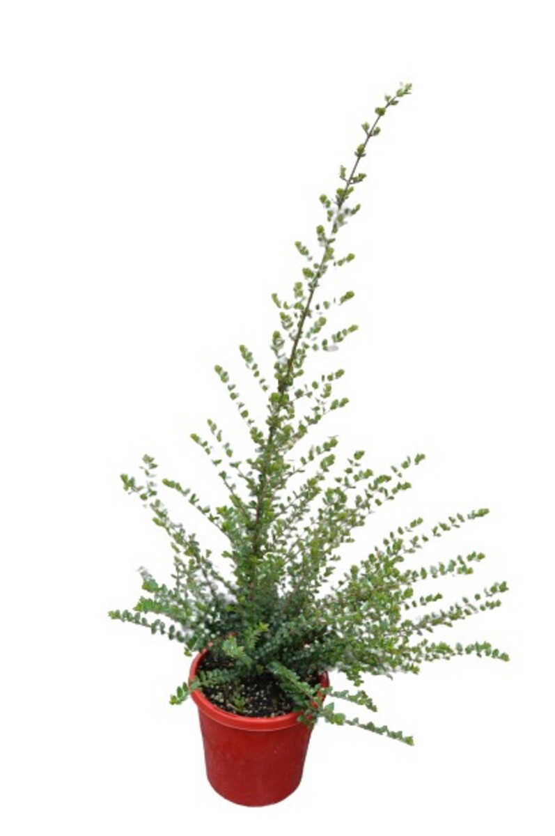 Lonicera - Box Honeysuckle 150mm Pot (VN)