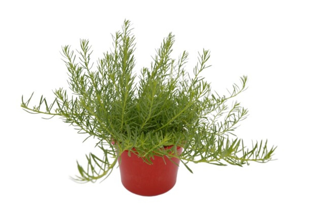 Myoporum - White Fine Leaf Form 150mm Pot (VN)