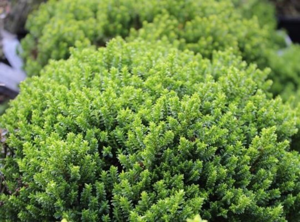 Hebe - Box leaf 150mm Pot (VN)