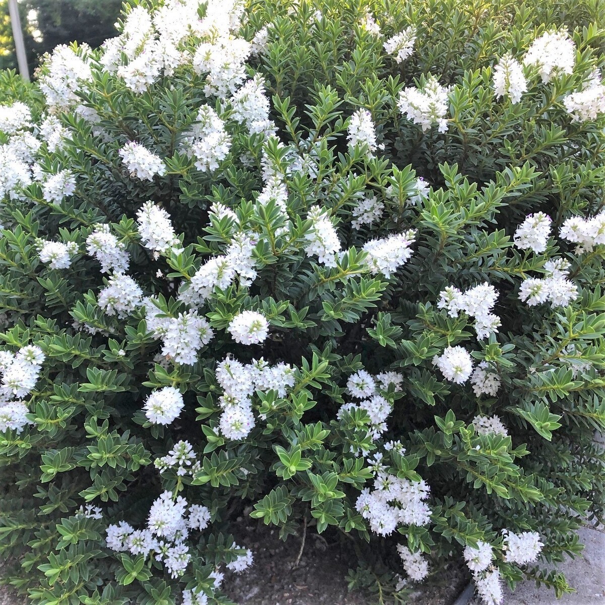 Hebe - Box leaf 150mm Pot (VN)