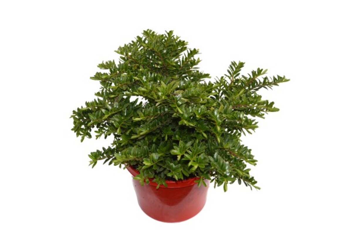 Hebe - Box leaf 150mm Pot (VN)