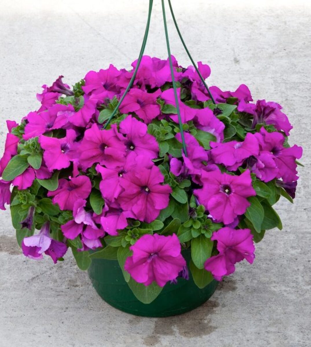 Petunia - Espresso Grande Purple 10 Pack