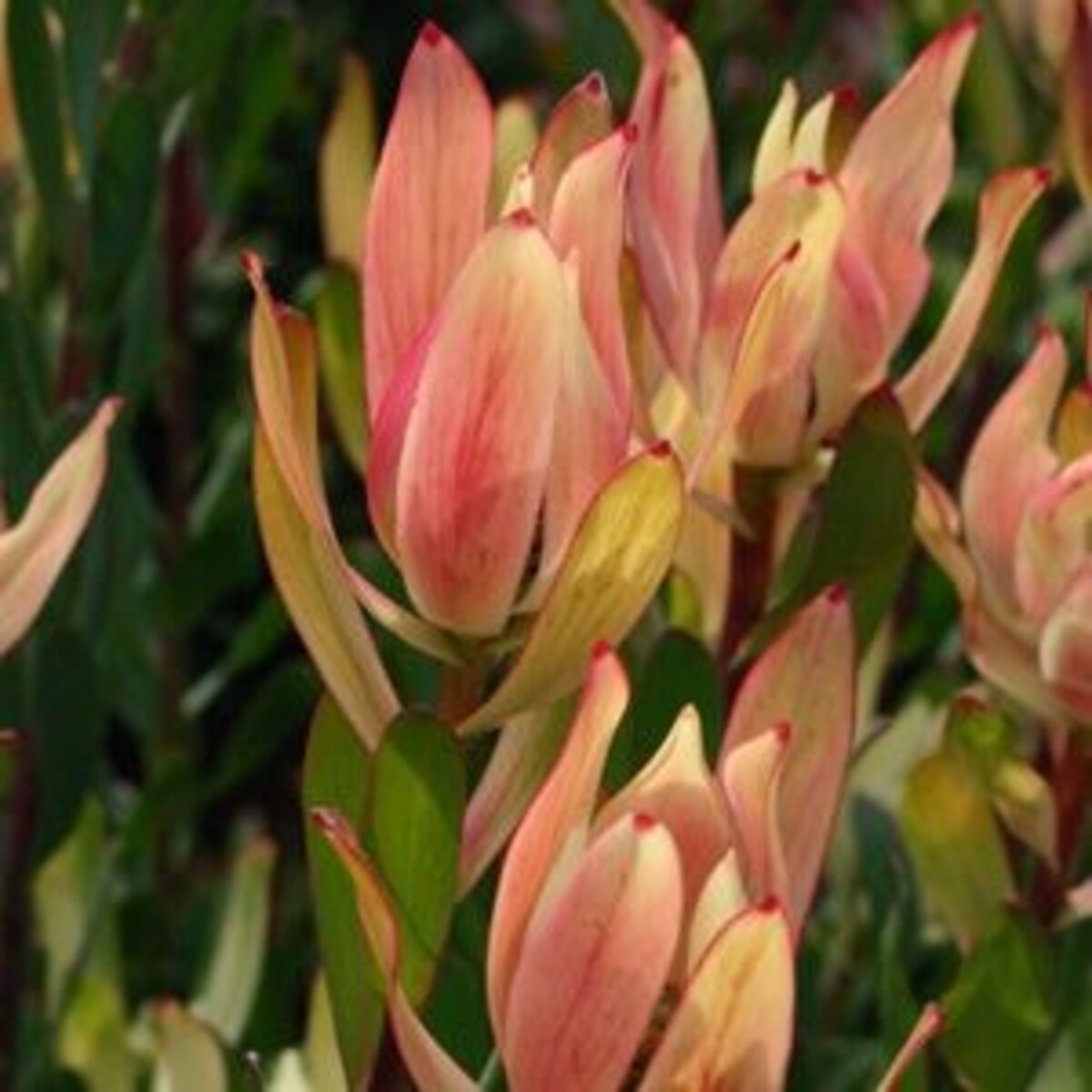 Leucadendron - Sixteen Candles 200mm Pot