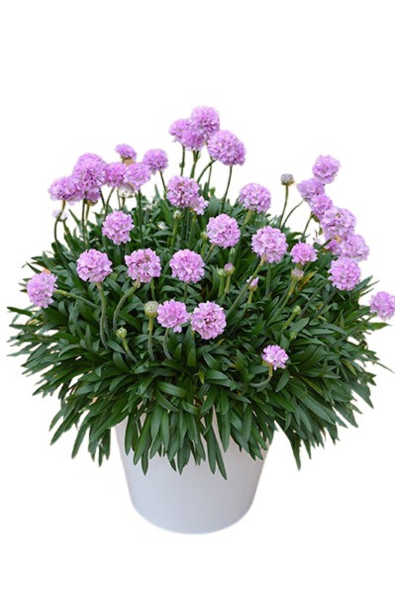 Dreameria - Sweet Dreams 140mm Pot