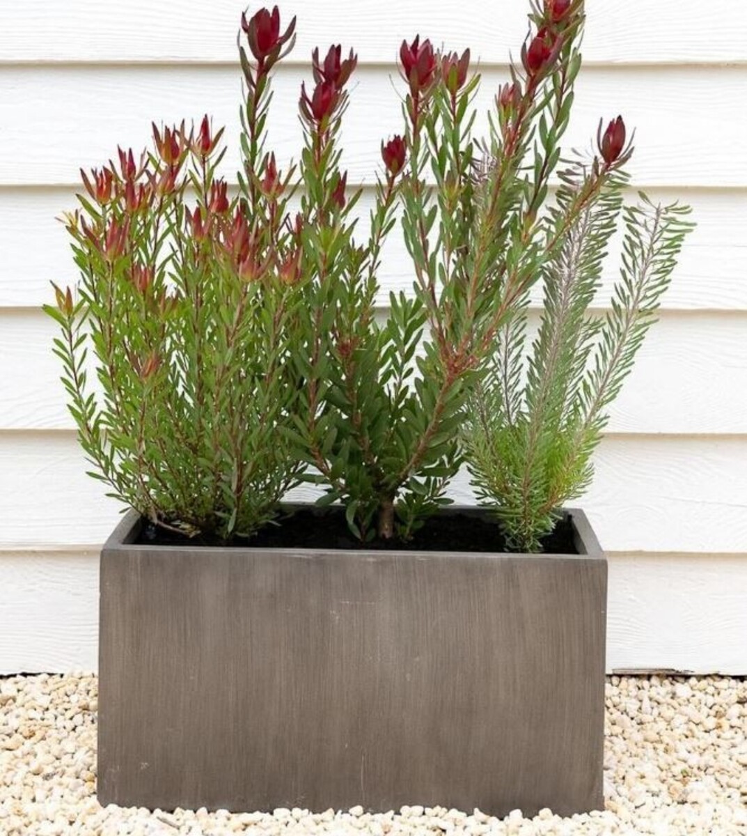 Leucadendron - Amy 200mm Pot