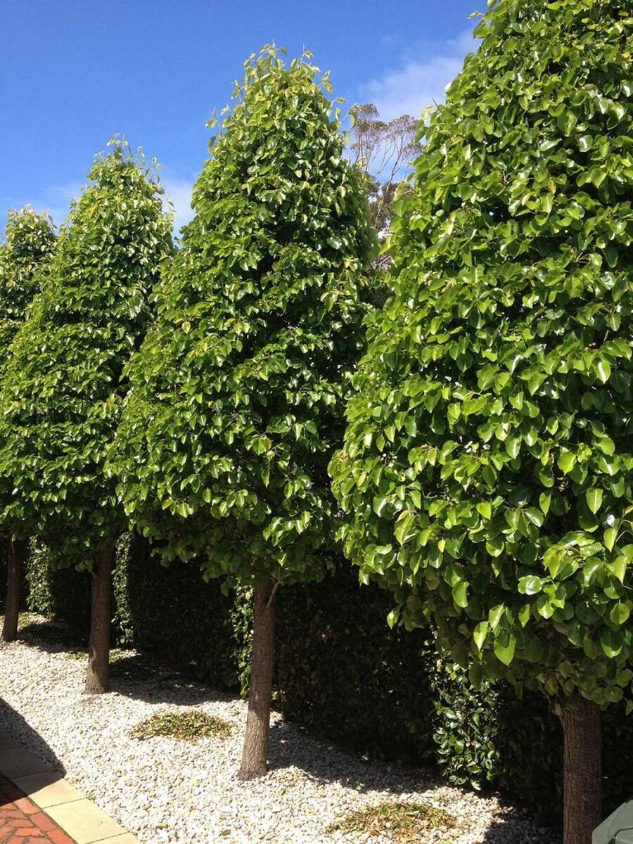 Pyrus - Glensform 230mm Bagged