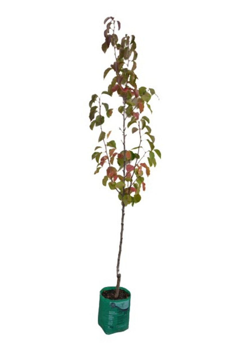 Pyrus - Glensform 230mm Bagged