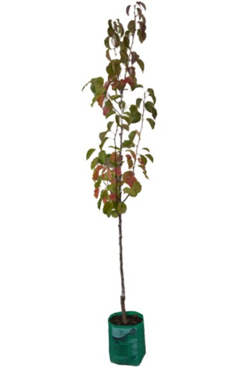 Pyrus - Manchurian 230mm Bagged