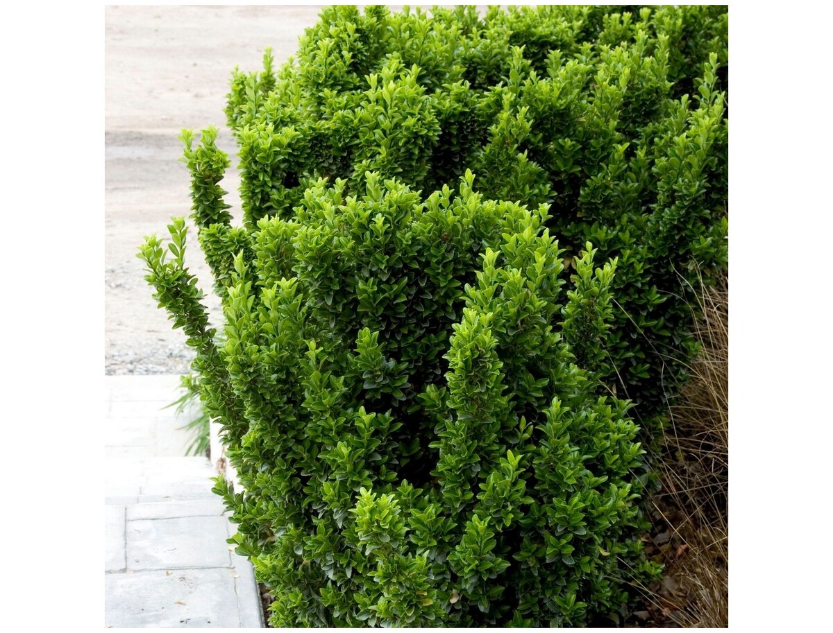 Euonymus Green Rocket - Japanese Spindle Bush 200mm Pot