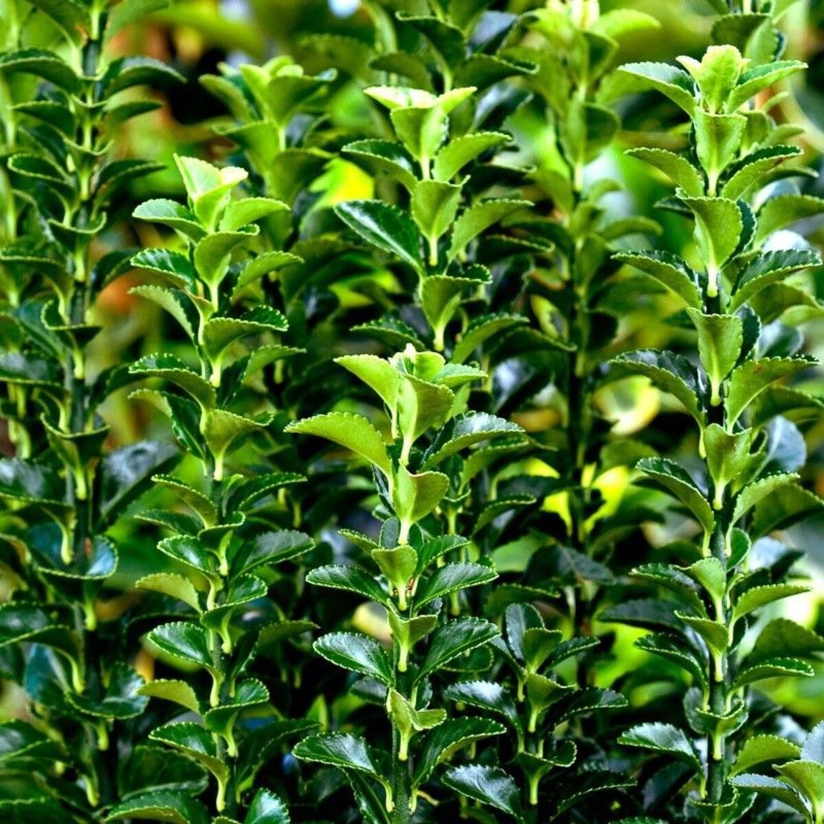 Euonymus Green Rocket - Japanese Spindle Bush 200mm Pot
