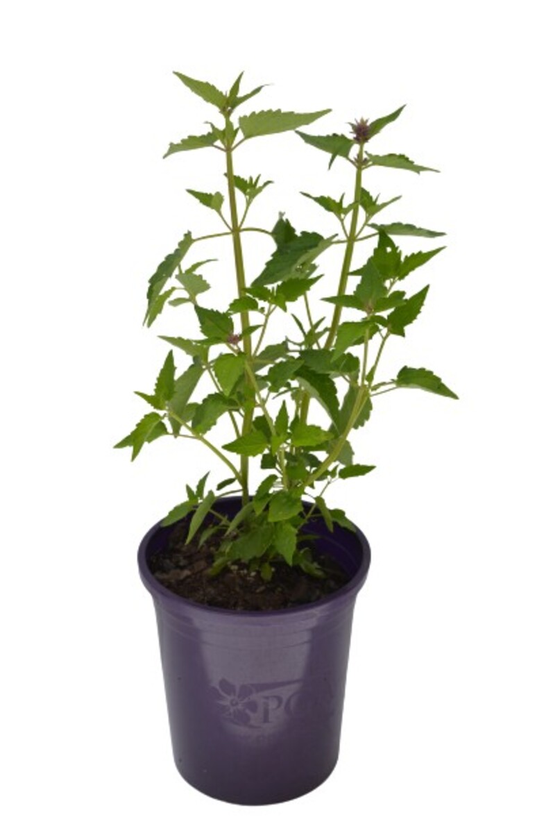 Agastache - Royal Scepter 140mm Pot